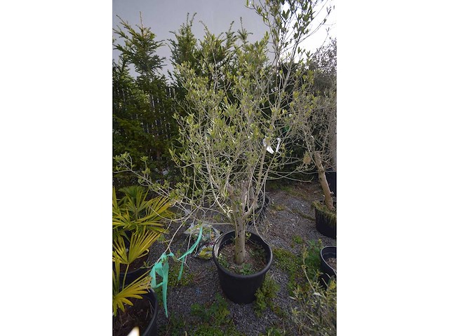 Olive - olive tree - afbeelding 2 van  4