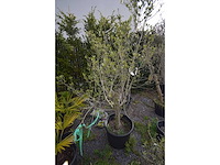 Olive - olive tree - afbeelding 2 van  4