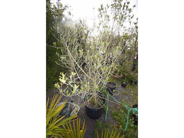 Olive - olive tree - afbeelding 3 van  4
