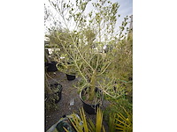 Olive - olive tree - afbeelding 4 van  4