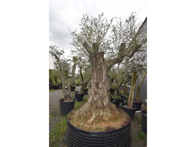 Olive exemplare big - olive tree - afbeelding 1 van  6