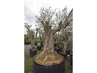 Olive exemplare big - olive tree - afbeelding 1 van  6