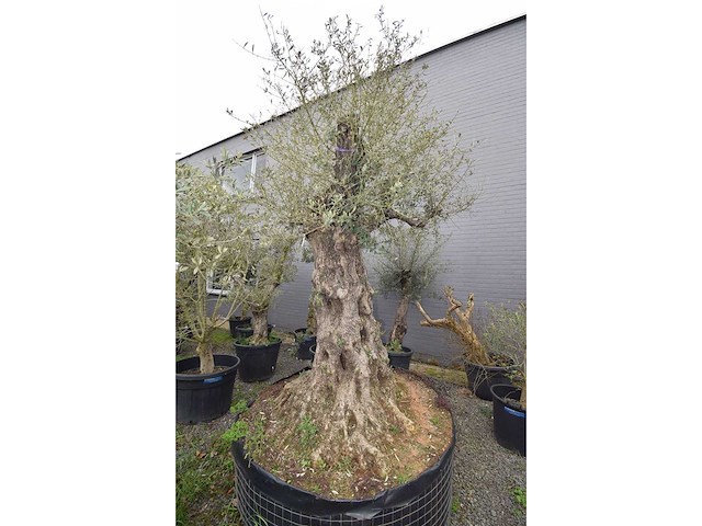 Olive exemplare big - olive tree - afbeelding 2 van  6