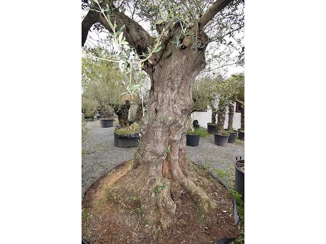 Olive exemplare big - olive tree - afbeelding 3 van  6