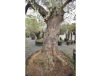 Olive exemplare big - olive tree - afbeelding 3 van  6