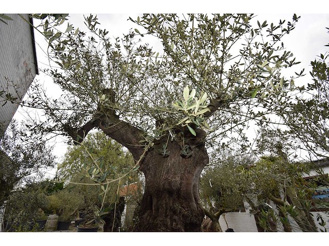 Olive exemplare big - olive tree - afbeelding 4 van  6