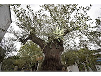 Olive exemplare big - olive tree - afbeelding 4 van  6