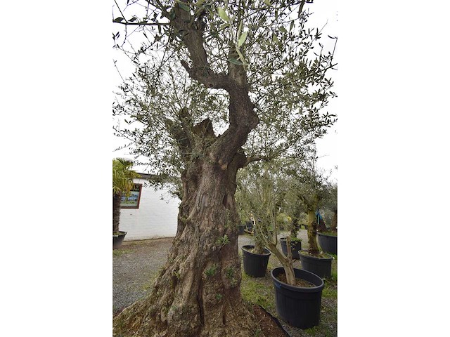 Olive exemplare big - olive tree - afbeelding 5 van  6