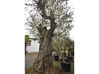Olive exemplare big - olive tree - afbeelding 5 van  6