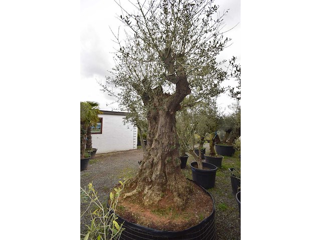Olive exemplare big - olive tree - afbeelding 6 van  6