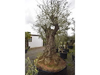 Olive exemplare big - olive tree - afbeelding 6 van  6