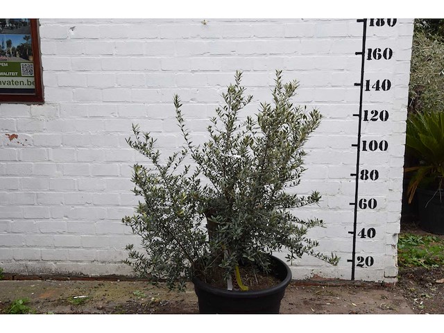 Olive old skin - olive tree - afbeelding 1 van  6