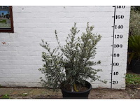 Olive old skin - olive tree - afbeelding 1 van  6