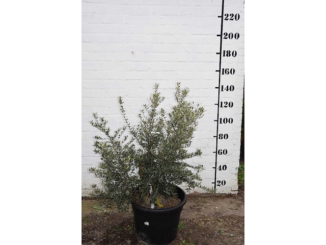 Olive old skin - olive tree - afbeelding 2 van  6