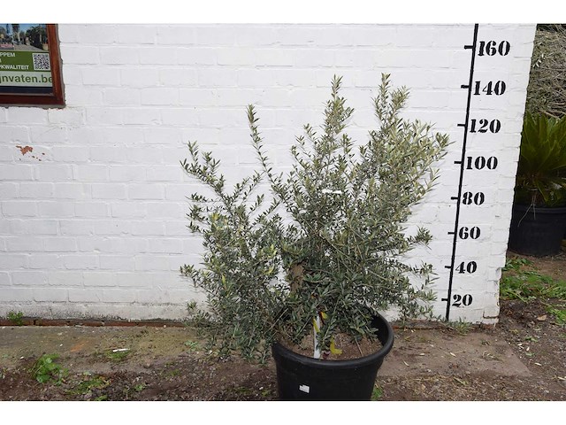 Olive old skin - olive tree - afbeelding 3 van  6