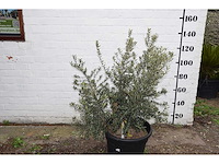Olive old skin - olive tree - afbeelding 3 van  6