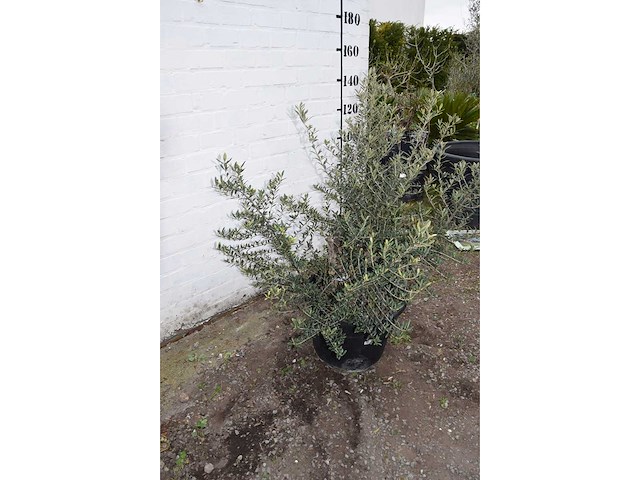 Olive old skin - olive tree - afbeelding 4 van  6