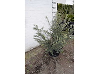 Olive old skin - olive tree - afbeelding 4 van  6