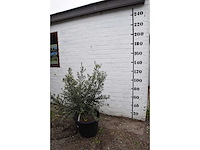 Olive old skin - olive tree - afbeelding 5 van  6