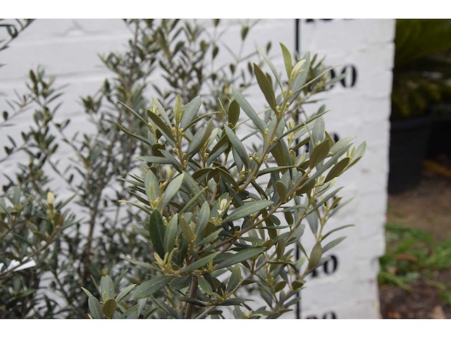 Olive old skin - olive tree - afbeelding 6 van  6