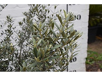 Olive old skin - olive tree - afbeelding 6 van  6