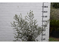 Olive old skin - olive tree - afbeelding 1 van  6