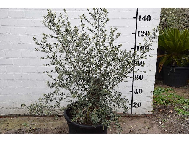 Olive old skin - olive tree - afbeelding 2 van  6