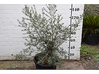 Olive old skin - olive tree - afbeelding 2 van  6