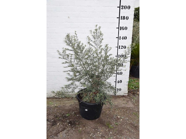 Olive old skin - olive tree - afbeelding 3 van  6