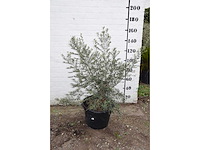 Olive old skin - olive tree - afbeelding 3 van  6