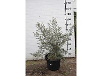 Olive old skin - olive tree - afbeelding 4 van  6