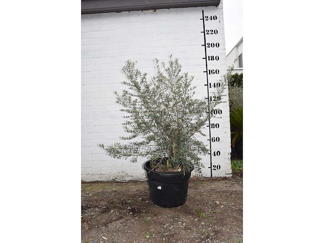 Olive old skin - olive tree - afbeelding 5 van  6