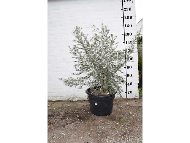 Olive old skin - olive tree - afbeelding 6 van  6