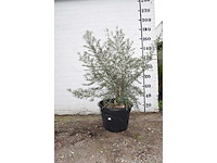 Olive old skin - olive tree - afbeelding 6 van  6