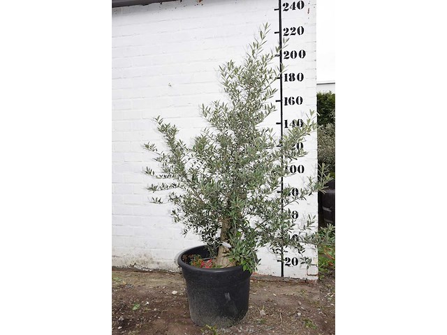 Olive old skin - olive tree - afbeelding 1 van  6