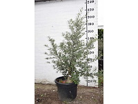 Olive old skin - olive tree - afbeelding 1 van  6