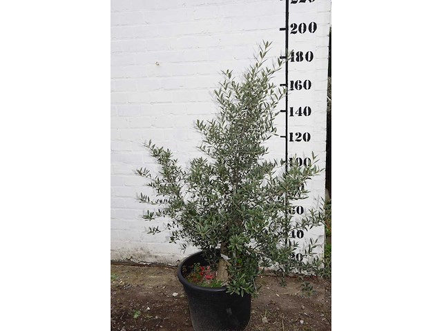 Olive old skin - olive tree - afbeelding 2 van  6