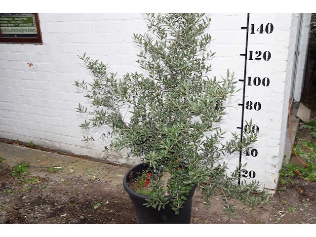 Olive old skin - olive tree - afbeelding 3 van  6