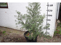 Olive old skin - olive tree - afbeelding 3 van  6