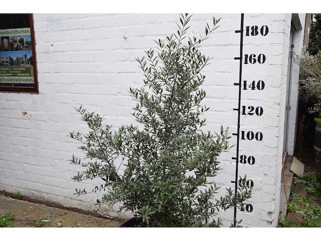 Olive old skin - olive tree - afbeelding 4 van  6