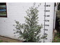 Olive old skin - olive tree - afbeelding 4 van  6