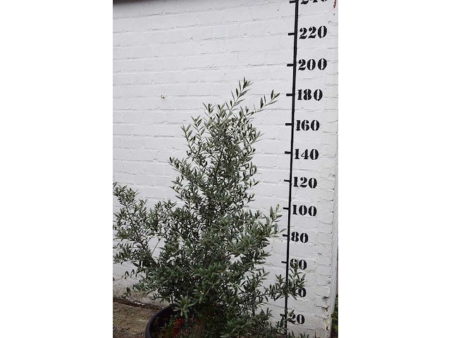 Olive old skin - olive tree - afbeelding 5 van  6
