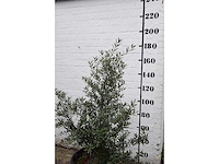 Olive old skin - olive tree - afbeelding 5 van  6