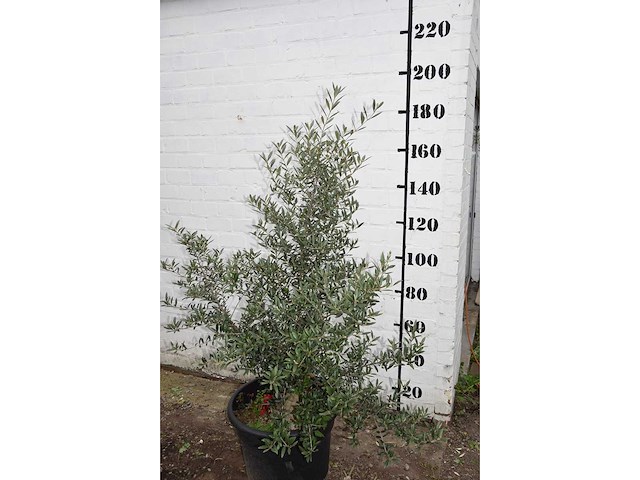 Olive old skin - olive tree - afbeelding 6 van  6