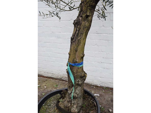 Olive old skin - olive tree - afbeelding 2 van  10