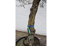 Olive old skin - olive tree - afbeelding 2 van  10