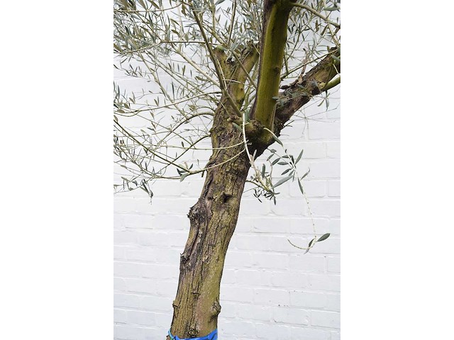 Olive old skin - olive tree - afbeelding 3 van  10