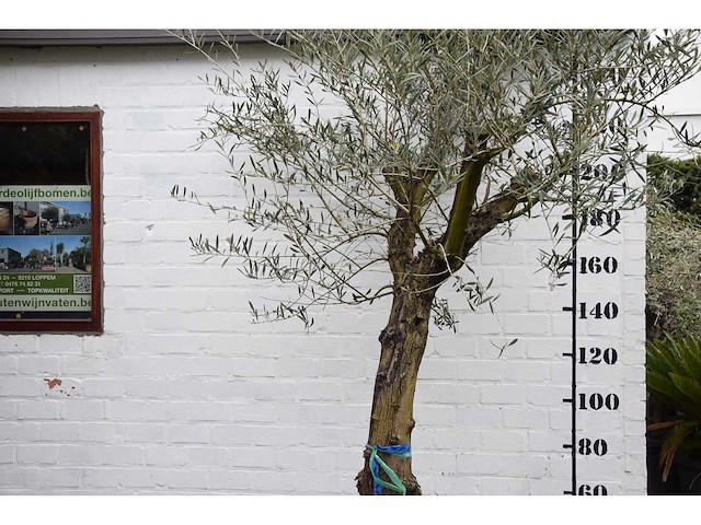 Olive old skin - olive tree - afbeelding 1 van  10