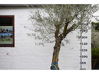 Olive old skin - olive tree - afbeelding 1 van  10