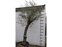 Olive old skin - olive tree - afbeelding 4 van  10